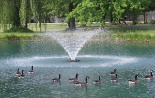 Pond-pix-more-geese